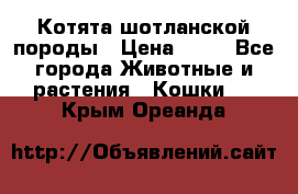 Котята шотланской породы › Цена ­ 40 - Все города Животные и растения » Кошки   . Крым,Ореанда